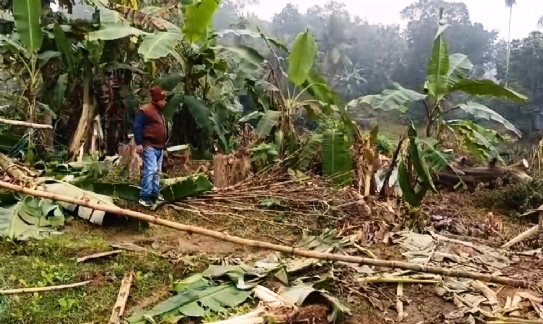 ষ্ণপুর গ্রাম পঞ্চায়েত এলাকাতে বন্যহাতি তাণ্ডব লীলা